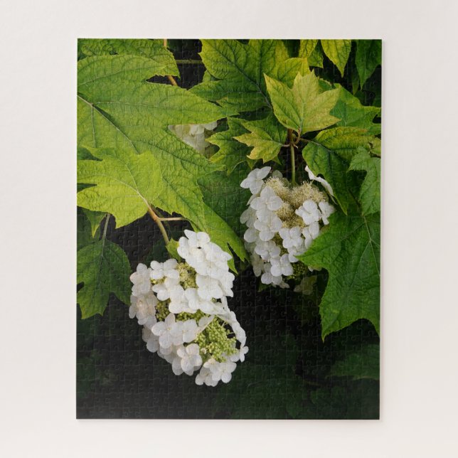 Oakleaf Hydrangea (Vertikal)