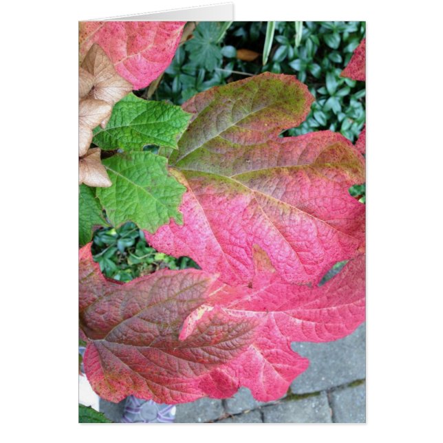 Oakleaf Hydrangea (Vorne)