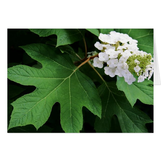 "oakleaf hydrangea" de Larry Coressel (Devant horizontal)