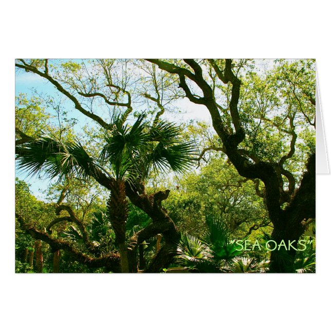 Oaks de mer (Devant Horizontal)