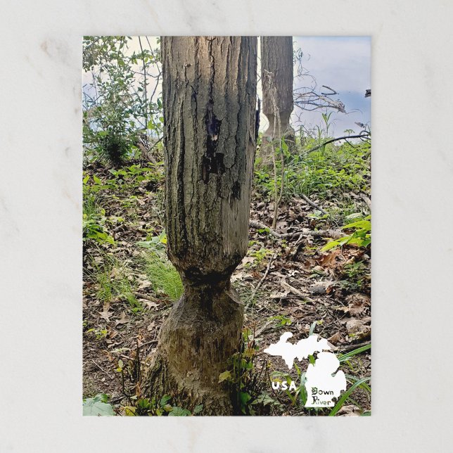 Oakwood Metropark Beaver Trail mit Logo Postkarte (Von Creator hochgeladen)