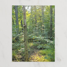 Oakwood Metropark Trail Postcard Summer Forest