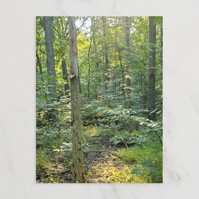 Oakwood Metropark Trail Postcard Summer Forest Postkarte (Von Creator hochgeladen)
