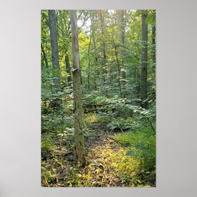 Oakwoods Metropark Affiche du sentier Forêt d'été (Devant)