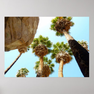 Oasis Palms am Joshua-Tree-Nationalpark Poster