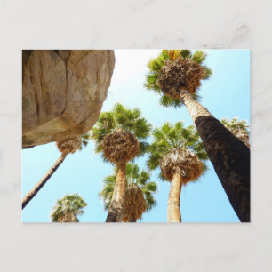 Oasis Palms am Joshua-Tree-Nationalpark Postkarte