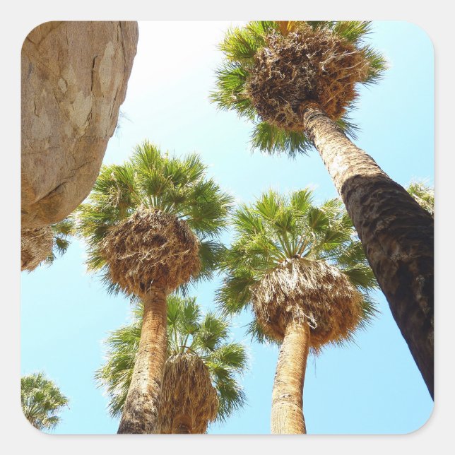 Oasis Palms am Joshua-Tree-Nationalpark Quadratischer Aufkleber (Vorderseite)