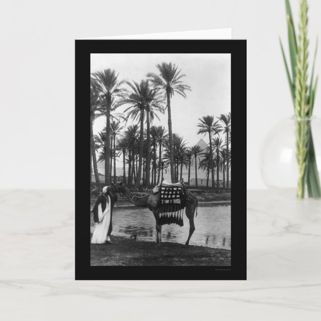 Oasis View Pyramide 1902 Karte (Vorderseite)