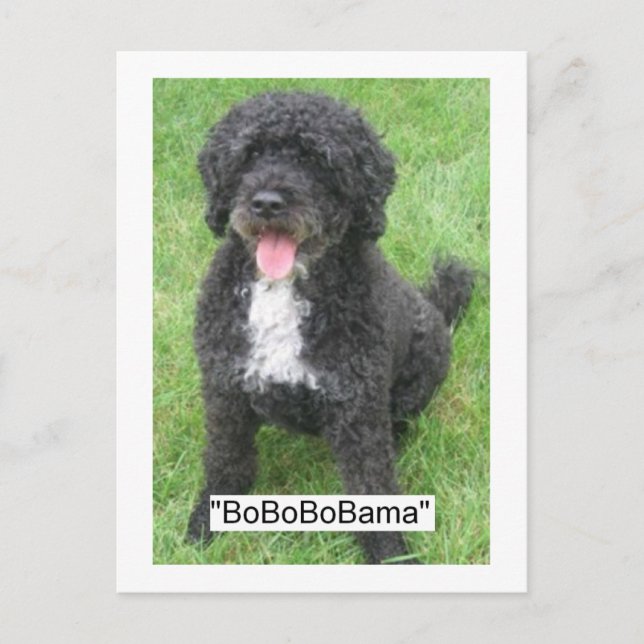 Obamas Haustier/portugiesischer Wasserhund Postkarte (Vorderseite)