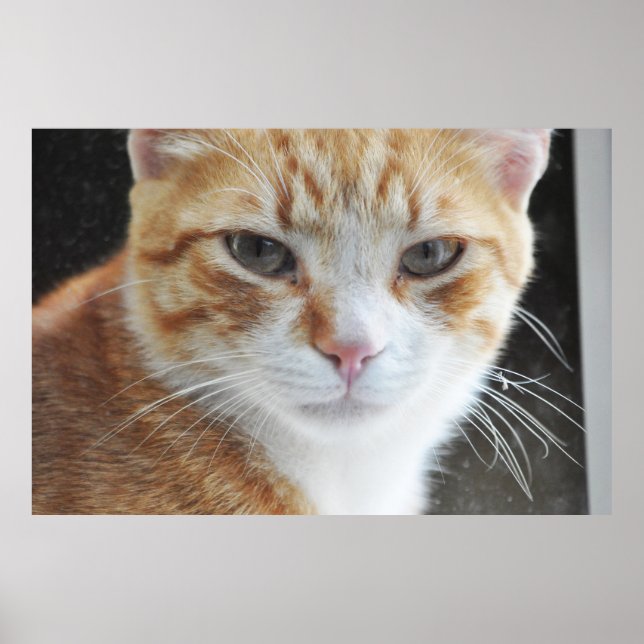 obdachlose Katze hinter dem Fenster Poster (Vorne)