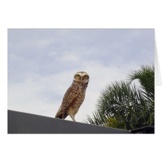 Obdomestique Owl v2