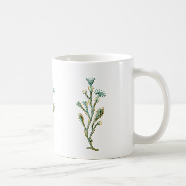 Obelia (Quallen) Kaffeetasse (Rechts)