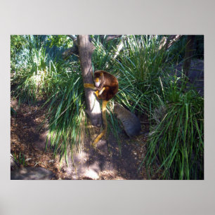 "Oben in den Bäumen: Ein Australischer Baumkänguru Poster