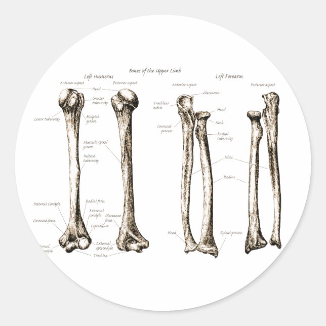 Obere Limb Sepia Runder Aufkleber (Vorderseite)