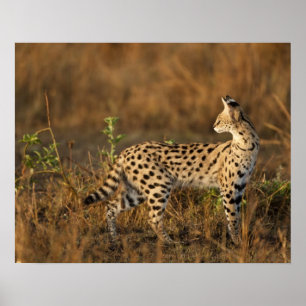 Oberer Mara, Masai-Mara-Naturreservat, Kenia, Poster