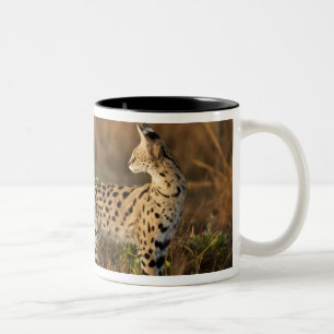 Oberer Mara, Masai-Mara-Wildreservat, Kenia, Zweifarbige Tasse