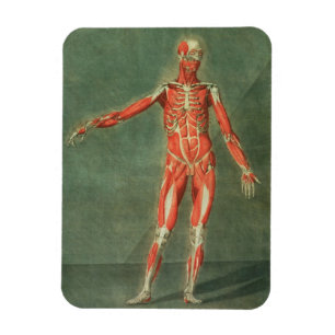 Oberflächliches muskulöses System der Front des  Magnet