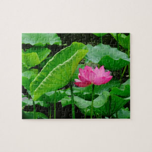 Oberhalb von Muddy Waters (rosa Wasserlilie)