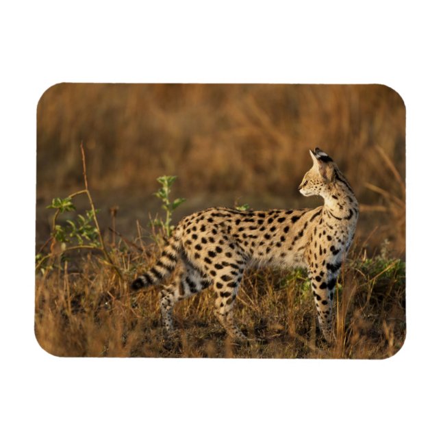 Obermara, Masai Mara Game Reserve, Kenia, Magnet (Horizontal)