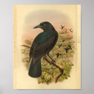 Obi-Paradies-Krähen-Vintager Vogel-Druck Poster