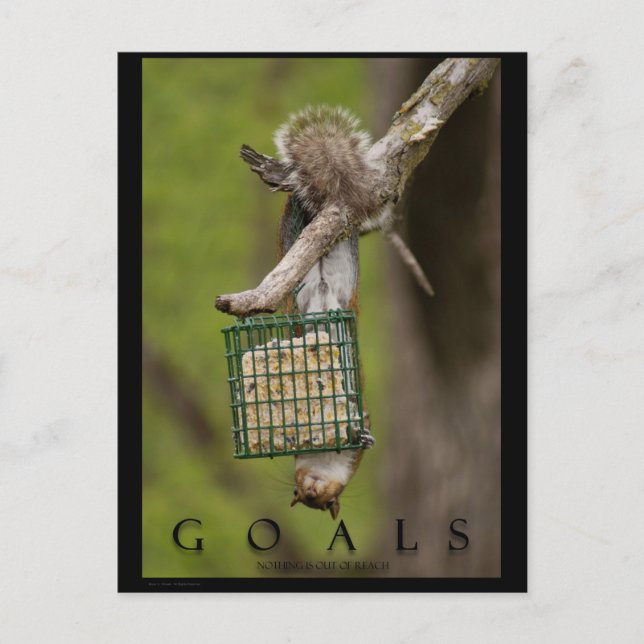 OBJECTIFS Cartes postales Inspiration Funny Squirr (Devant)