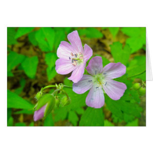 Objets correspondants de la série Wild Geranium