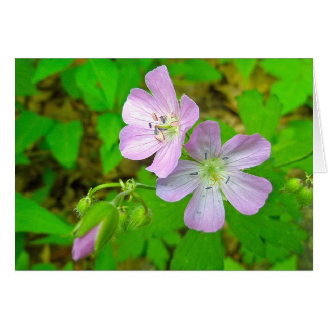 Objets correspondants de la série Wild Geranium (Devant horizontal)
