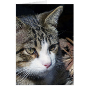 Observation des oiseaux