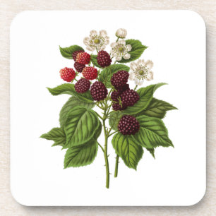 Obst: A014 BlackBerry - Getränkeuntersetzer