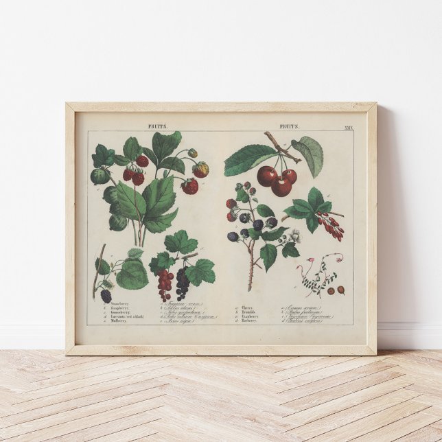 Obst | Charlotte Mary Yonge Poster (Von Creator hochgeladen)