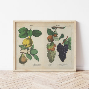 Obst   Charlotte Mary Yonge Poster