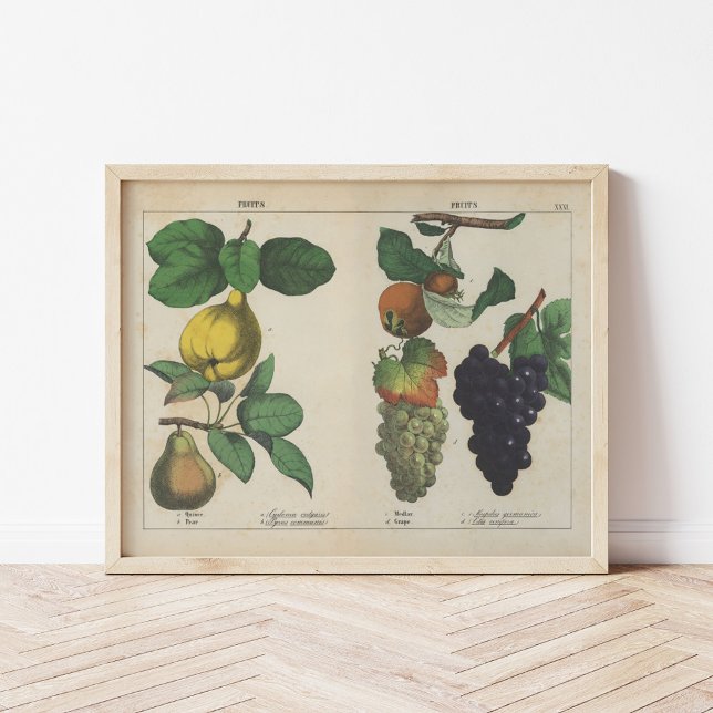 Obst | Charlotte Mary Yonge Poster (Von Creator hochgeladen)