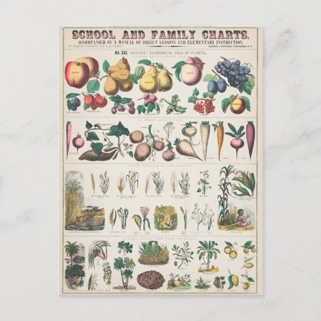 Obst Pflanze Vintag Botanische Postkarte (Vorderseite)