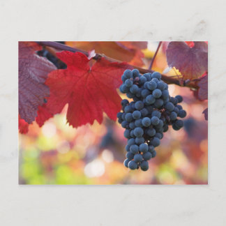 Obst und Lebensmittel Postkarte 72