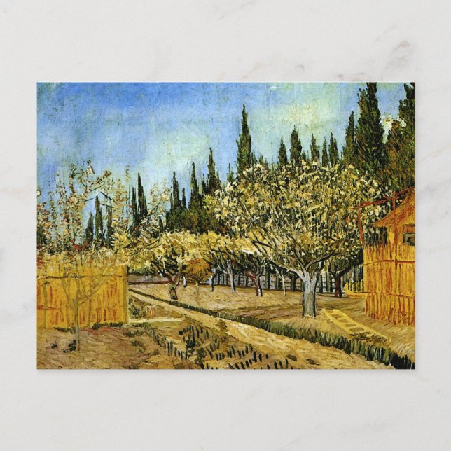Obstgarten in Blossom, Zypressen, Vincent van Gogh Postkarte (Vorderseite)