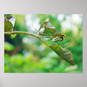Obstgarten-Radnetzspinne - Leucauge venusta Poster