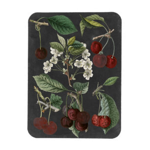 Obstgarten-Vielzahl I Magnet