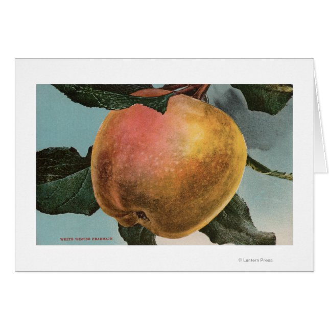 Obstkalender Lithograph von White Winter Pearmain (Vorderseite (Horizontal))