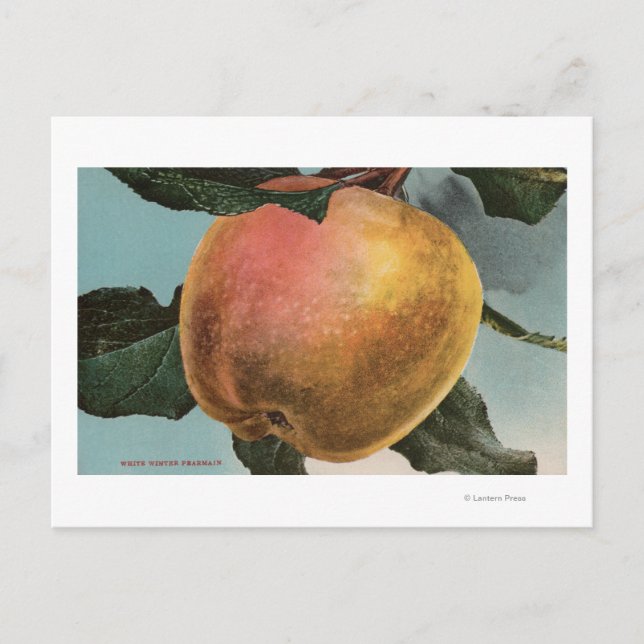 Obstkalender Lithograph von White Winter Pearmain Postkarte (Vorderseite)