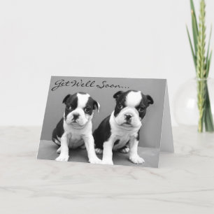 Obtenez bien bientôt Boston Terrier Puppies carte