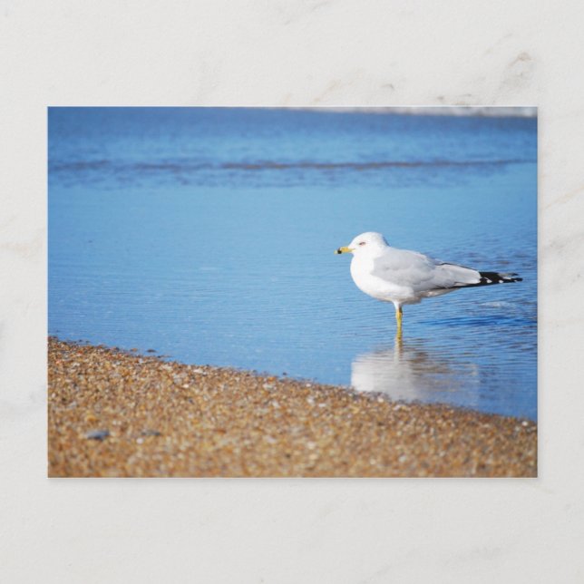 OBX Seemöwe auf dem North Carolina-Küsten-Vogel Postkarte (Vorderseite)