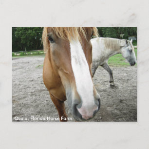 Ocala Florida Horse Farm Horses Carte postale Flor