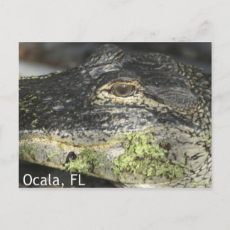 Ocala Gator Postcard Postkarte
