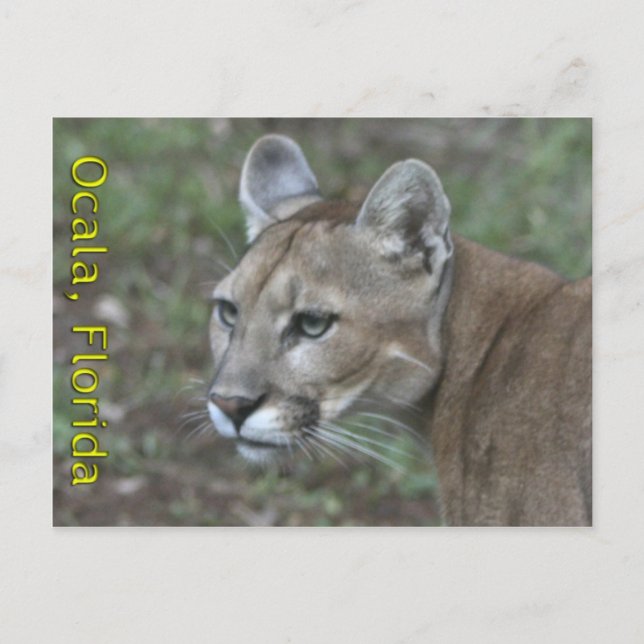 Ocala Panther Postcard Postkarte (Vorderseite)