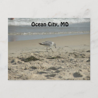 Ocean City, MD Postcard Postkarte