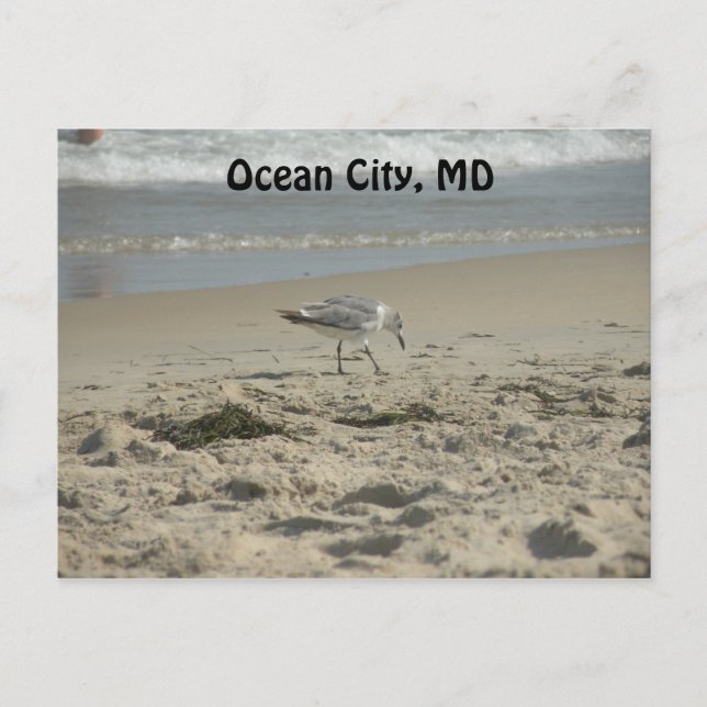 Ocean City, MD Postcard Postkarte (Vorderseite)