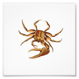 Ocean Crab Sea Beach Schönes Bad Print Fotodruck