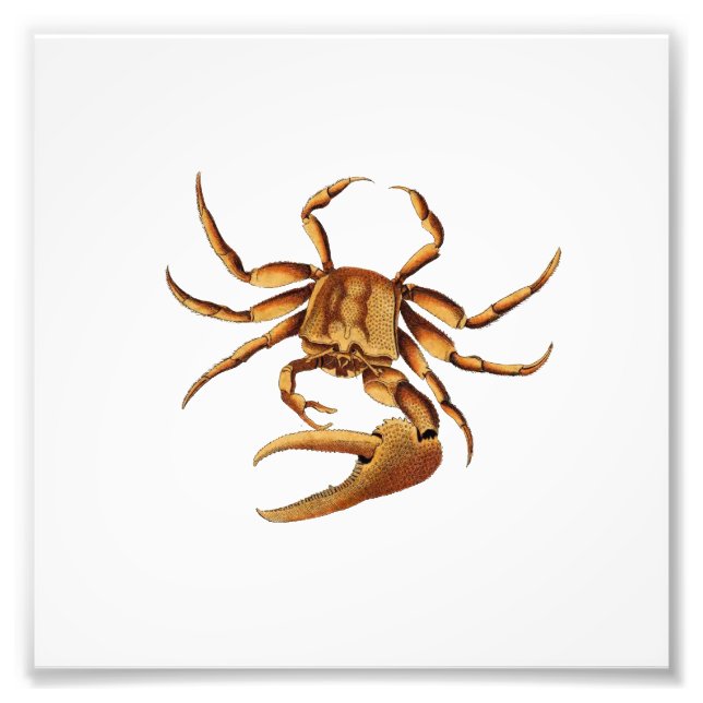 Ocean Crab Sea Beach Schönes Bad Print Fotodruck (Vorne)