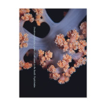 Ocean Memory / Weichkoralle #001