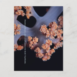 Ocean Memory / Weichkoralle #001 Postkarte